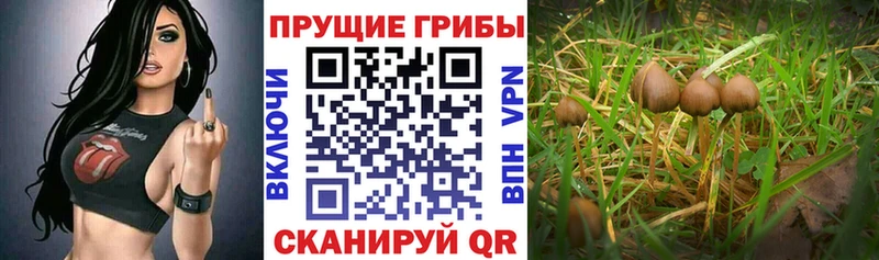 Псилоцибиновые грибы ЛСД Ядрин